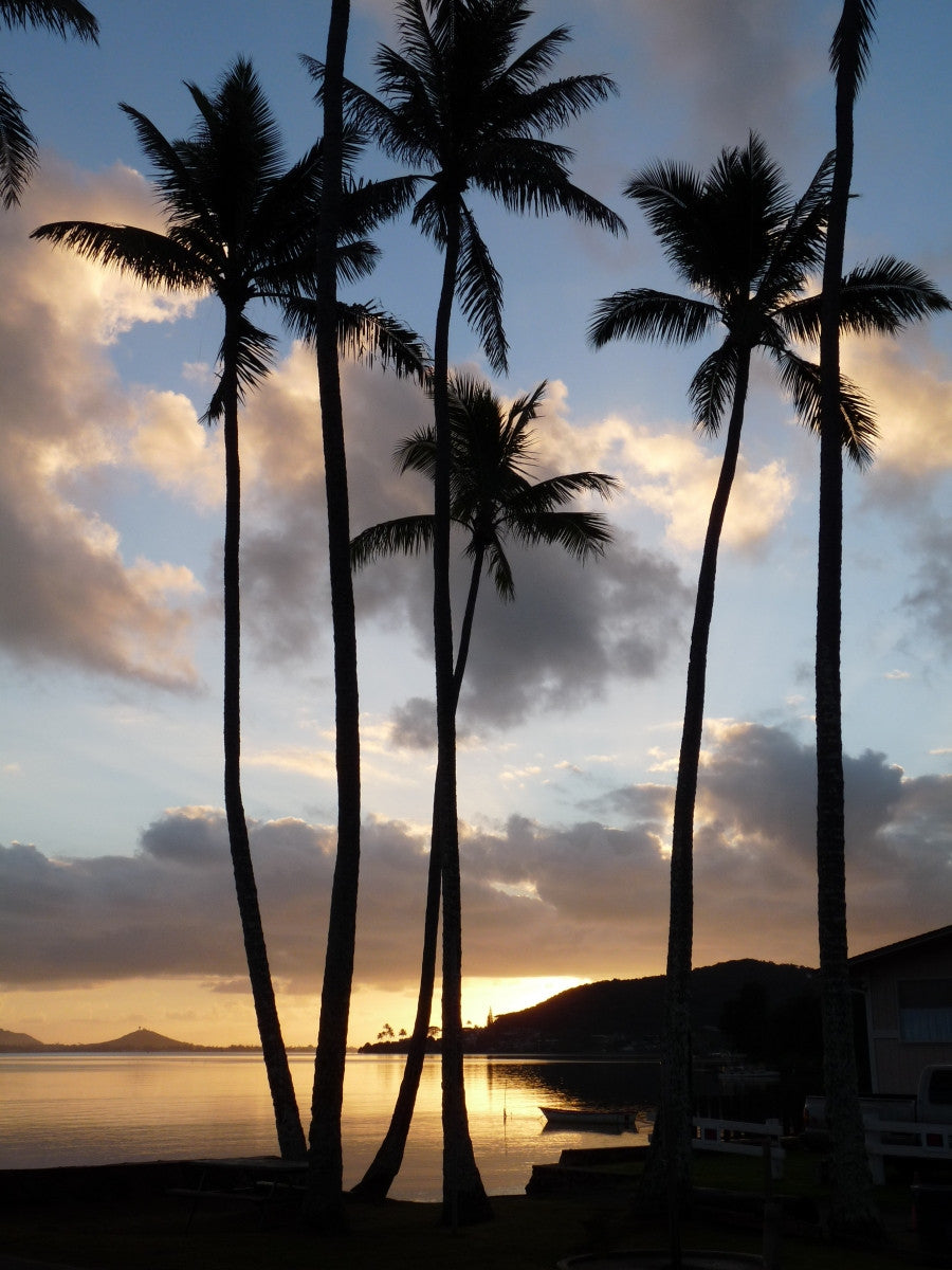 Palms Silhouette Vinyl Art Print