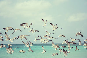 Seagulls Liftoff Vinyl Art Print