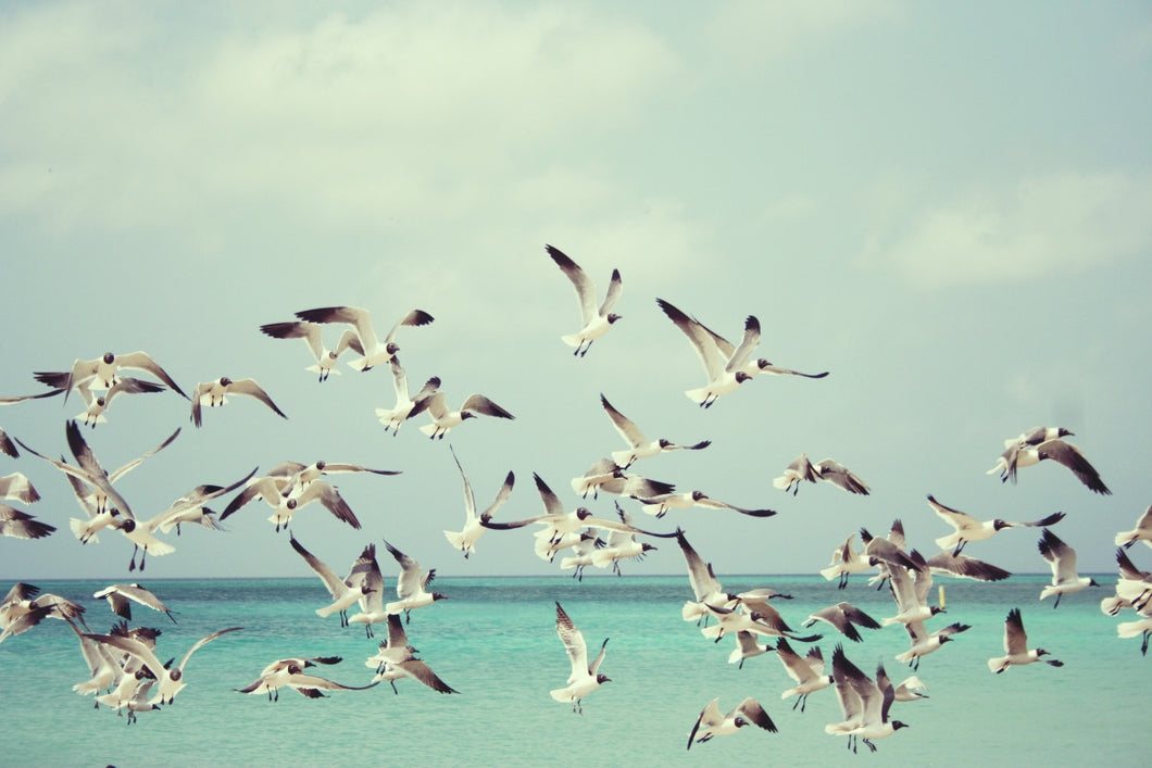 Seagulls Liftoff Vinyl Art Print