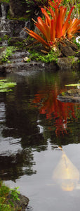 Koi Pond