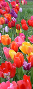 Tulip Trail